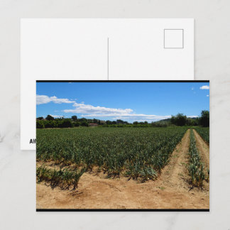 Cartão Postal O Caminho Através do Campo de Cebola