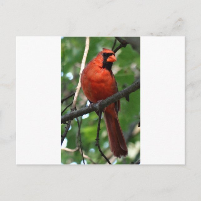 Cartão Postal O Cardeal do Norte (Frente)