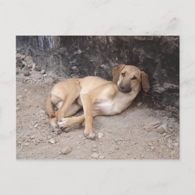 Cartão Postal O cartão-postal Cães Nowzad RPG (Frente)