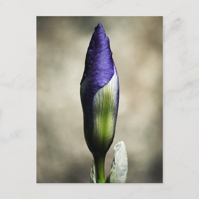 Cartão Postal O Cartão-postal da Bela Chegada (Frente)