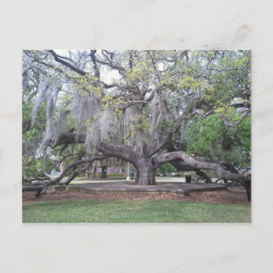 Cartão Postal O Carvalho da Amizade 2