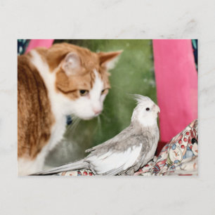 Cartão Postal O casal estranho