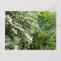 O Casamento do Rei Oak e da Rainha de maio