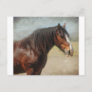 Cartão Postal O cavalo de trabalho
