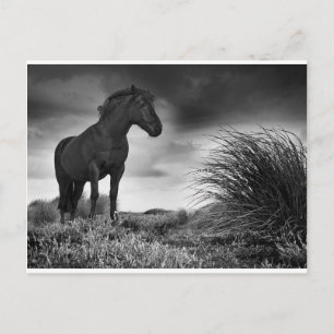 Cartão Postal O Cavalo Negro