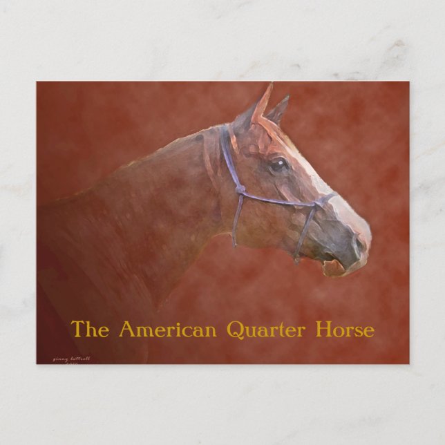 Cartão Postal O Cavalo Quarter Americano (Frente)