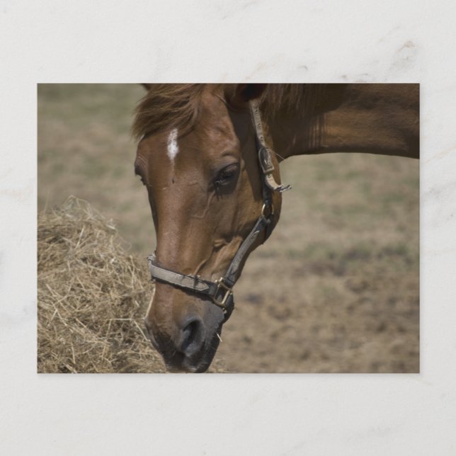 CARTÃO POSTAL O CAVALO REFUGIADO (Frente)