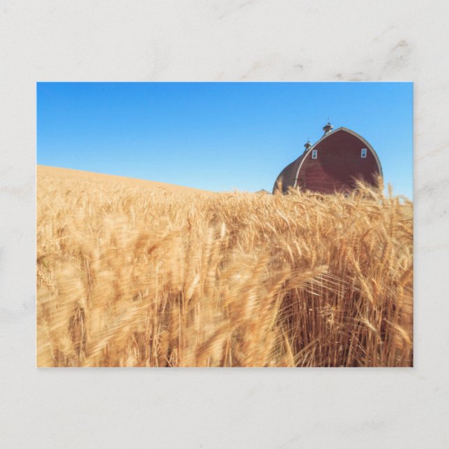 Cartão Postal O celeiro, campos de trigo do verão aproxima (Frente)