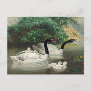 Cartão Postal O Cisne de Pescoço Negro de Joseph Wolf