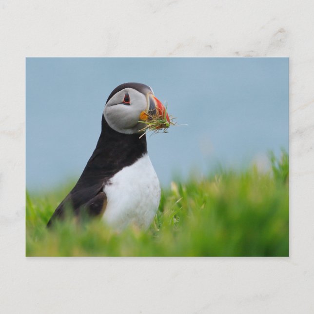 Cartão Postal O Coletor Puffin (Frente)