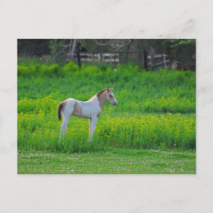 Cartão Postal O Colt