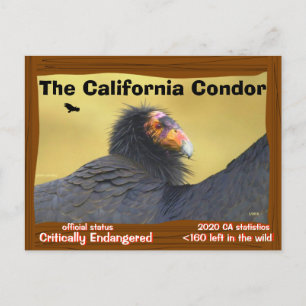 Cartão Postal O Condor da Califórnia é um pássaro magnífico