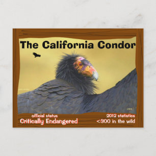 Cartão Postal O Condor da Califórnia é um pássaro magnífico 