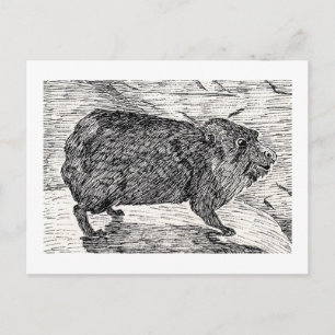 Cartão Postal O Cony, Ou O Hyrax Do Rock Sírio