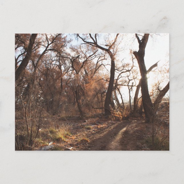 Cartão Postal "O Coro Bosque" (Frente)