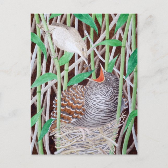 Cartão Postal O Cuco-comum (Frente)