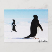 O dançarino e amigo Adélie Penguin