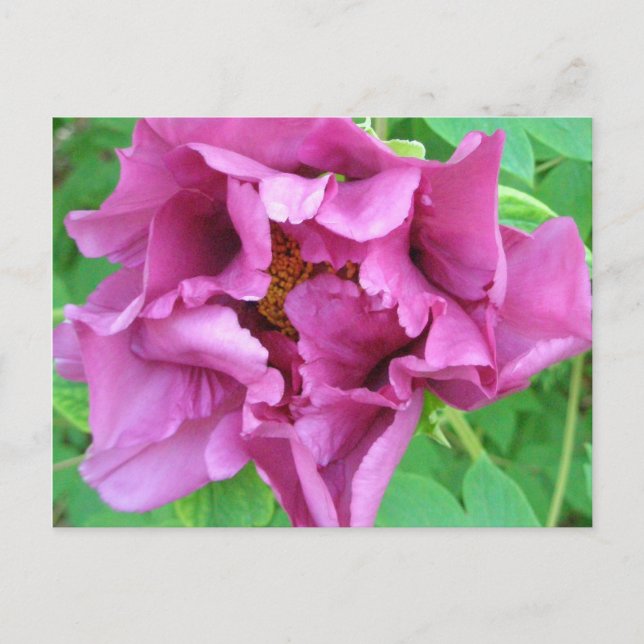 Cartão Postal O design floral de Stacey (Frente)