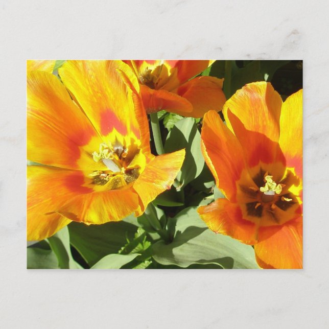 Cartão Postal O design floral de Stacey (Frente)