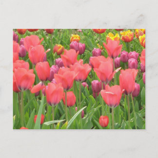 Cartão Postal O design floral de Stacey