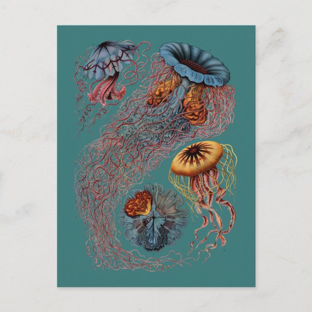 Cartão Postal O disco Medusae de Ernst Haeckel (Frente)