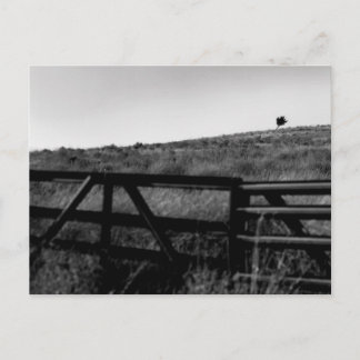 Cartão Postal O drama de uma árvore Solitário