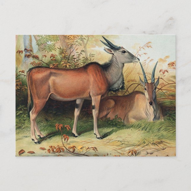 Cartão Postal O Eland por Joseph Wolf (Frente)