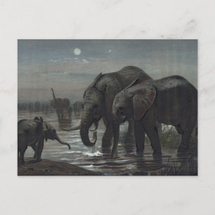 Cartão Postal O elefante africano de Joseph Wolf