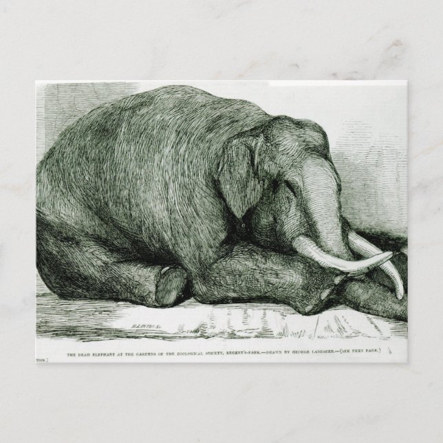 Cartão Postal O Elefante do Morto (Frente)