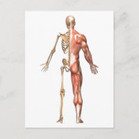 O Esqueleto Humano E O Sistema Muscular,