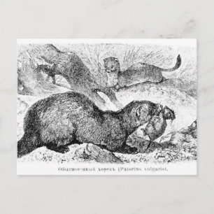 Cartão Postal O Ferret