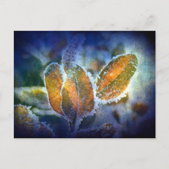 Cartão Postal O frio do inverno (Frente)