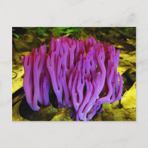 Cartão Postal O Fungo Coral Violeta Clavaria Zollingeri