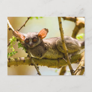 Cartão Postal O Gálago do Senegal (Galago Senegalensis)