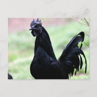 Cartão Postal O galo Ayam Cemani Chamado Vlad