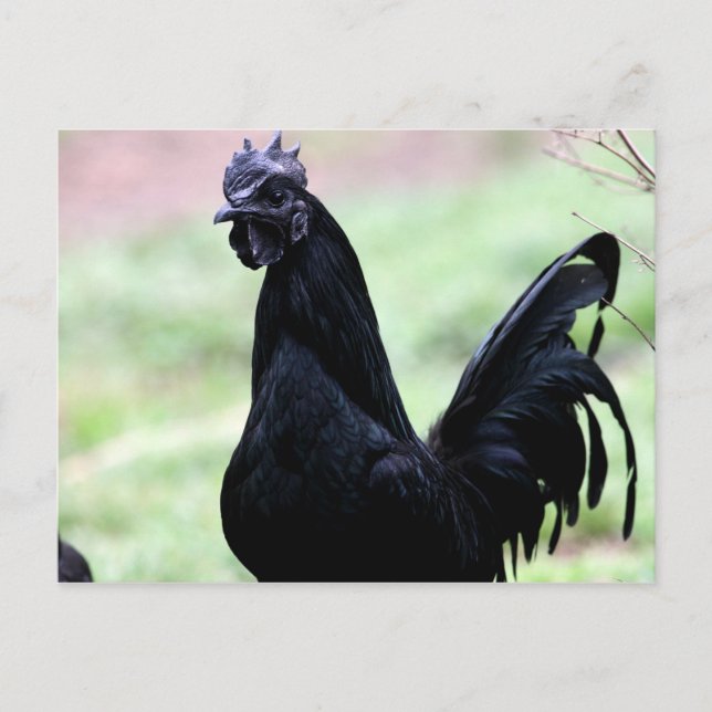 Cartão Postal O galo Ayam Cemani Chamado Vlad (Frente)