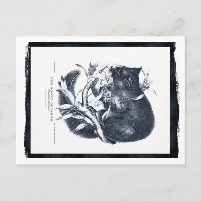 Cartão Postal O gambá da Sooty (Frente)