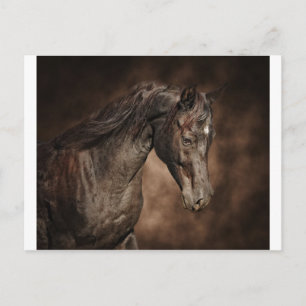 Cartão Postal O garanhão solitário