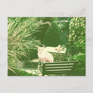 Cartão Postal O gato cor-de-rosa