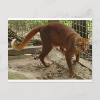 Cartão Postal O Gato da Baía (Pardofelis badia)