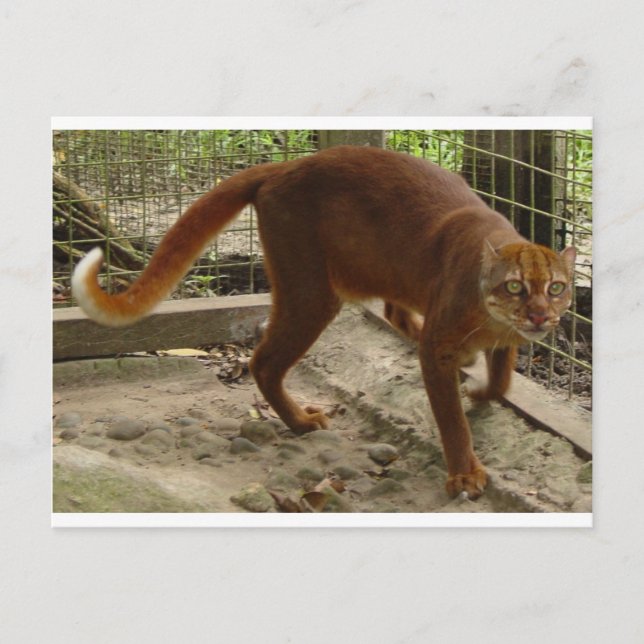 Cartão Postal O Gato da Baía (Pardofelis badia) (Frente)