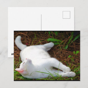 Cartão Postal O Gato e a Mosca