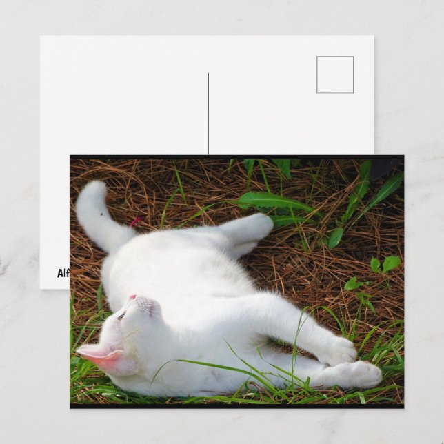 Cartão Postal O Gato e a Mosca (Frente/Verso)