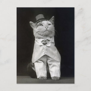 Cartão Postal O Gato Elegante, 1906
