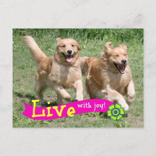 Cartão Postal O golden retriever vive com a alegria