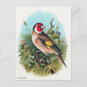 Cartão Postal O Goldfinch