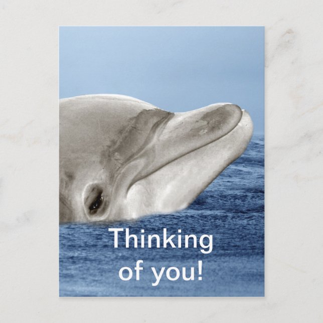 Cartão Postal O golfinho sorridente (Frente)