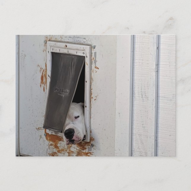 Cartão Postal O grande cão branco tenta sair do cachorrinho. (Frente)