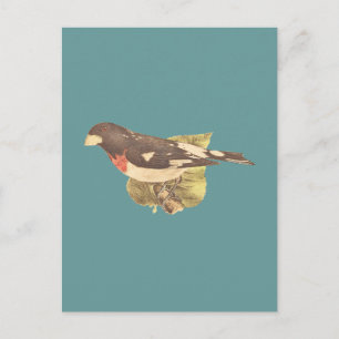 Cartão Postal O GrosbeakCoccoborus ludovicianus de seios Rosa