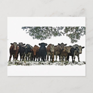 Cartão Postal O Herd